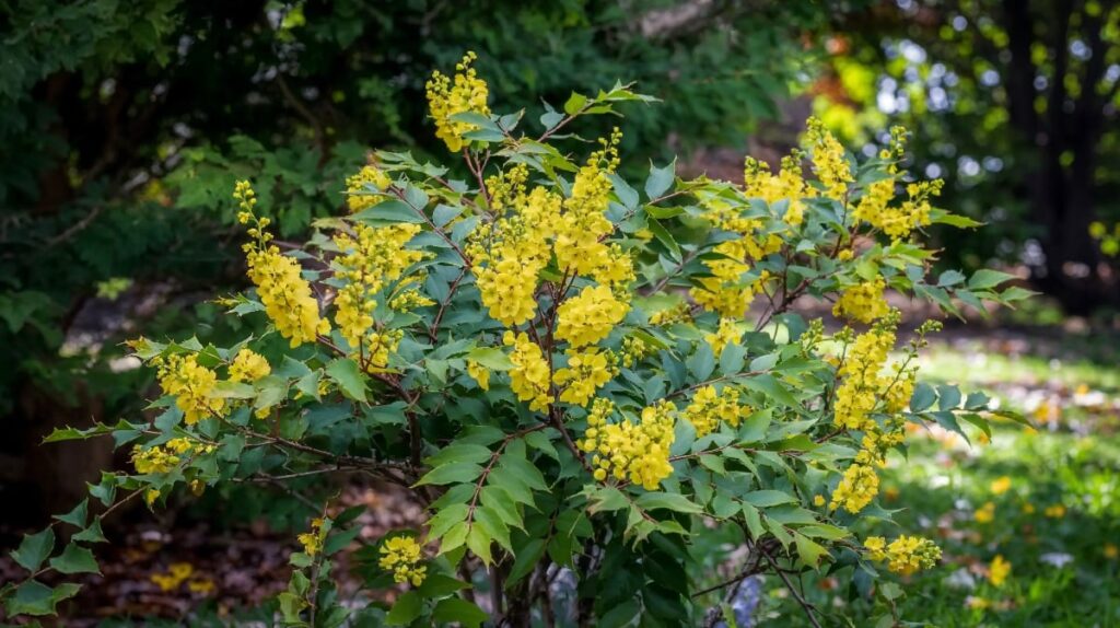 le mahonia